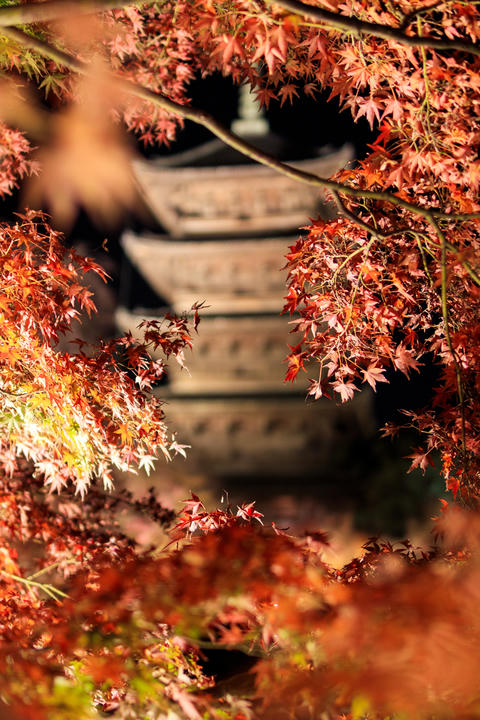 ライトアップされた東寺
